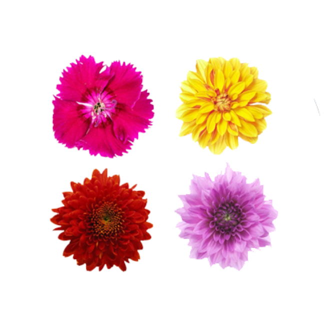 Picture for category Edible Flowers