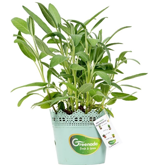 Picture of Greenada - Potted Sage