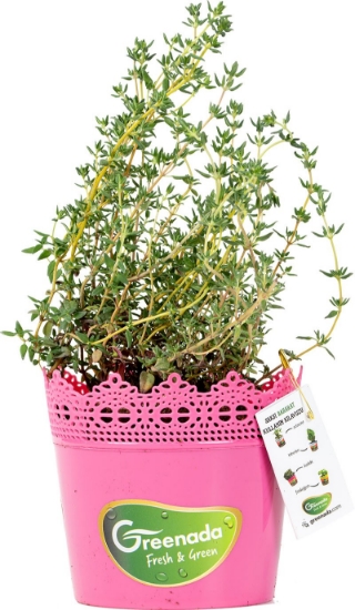 Picture of Greenada - Potted Thyme