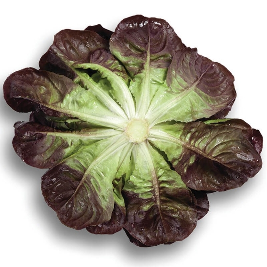 Picture of Greenada - Red Rose Lettuce